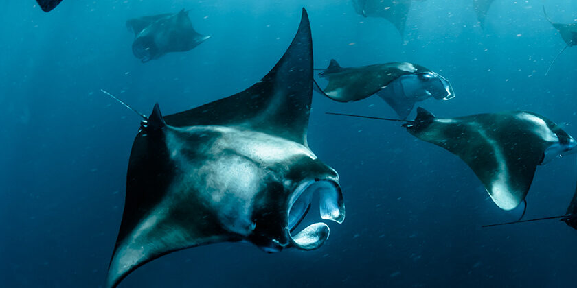 Baa Atoll – Atolls Page Photos 840×840 Baa Atoll - Atolls Page