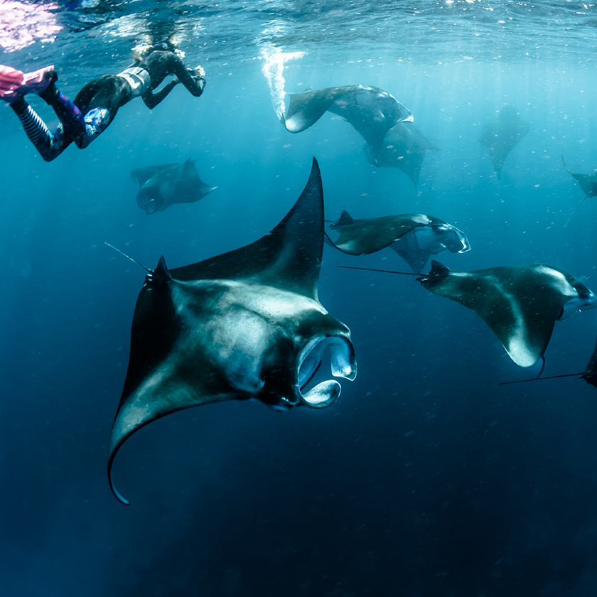 Baa Atoll - IM Maldives