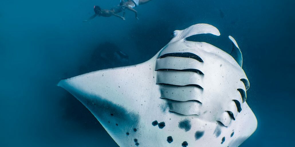 im-experiences-snorkel-with-mantas-at-hanifaru-bay Snorkel with Manta Rays at Hanifaru Bay